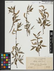 Foto von Salix alba subsp. alba L.